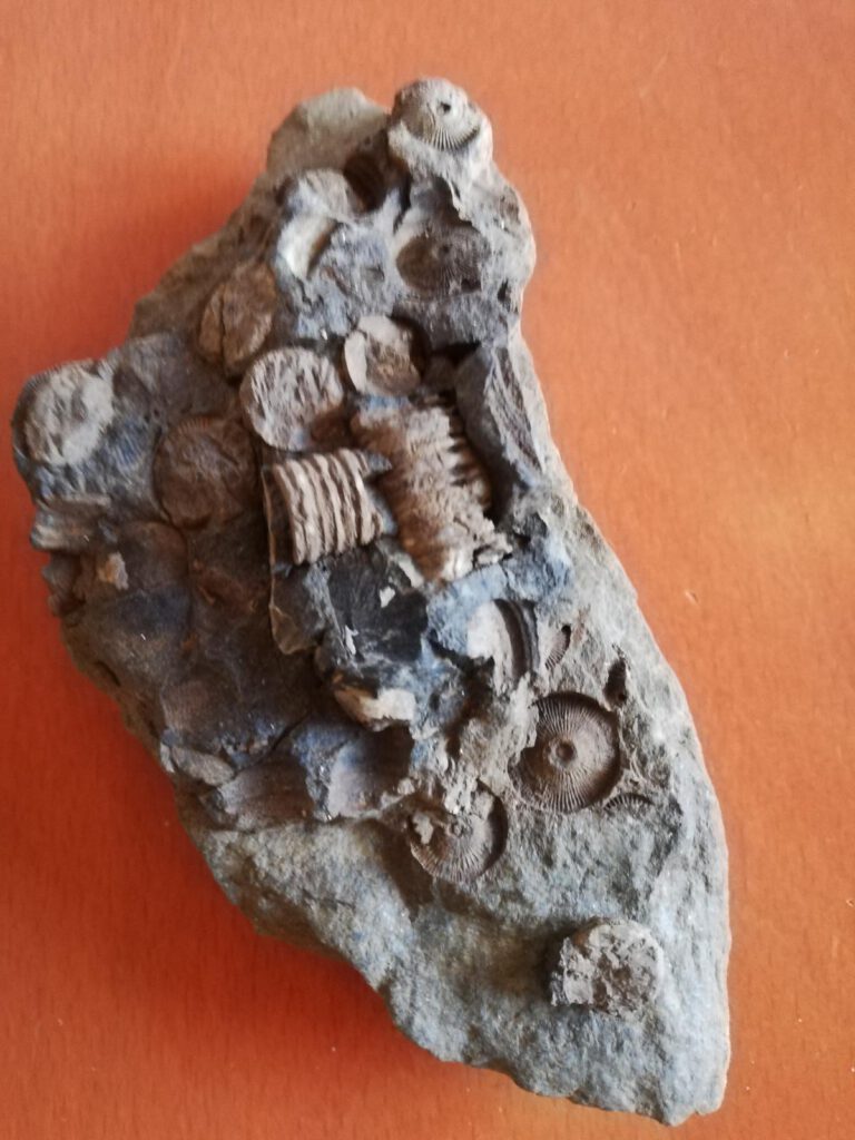 fossilien-seelillien